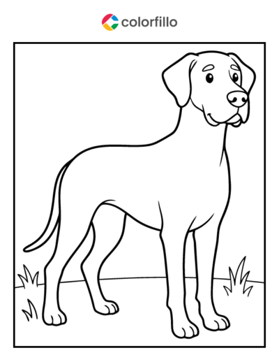 Great Dane Coloring Page