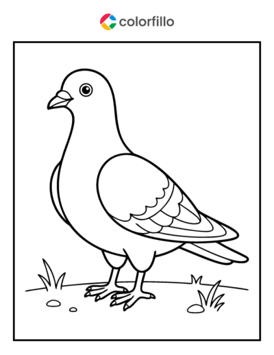 Pigeon Coloring Pages