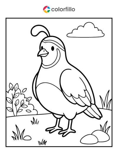 Quail Coloring Pages