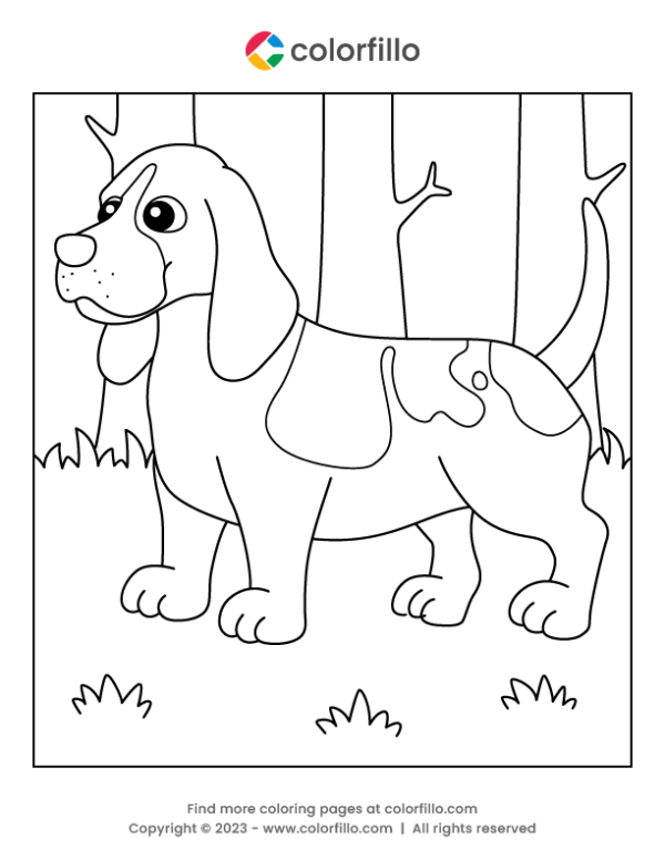 Basset Hound Coloring Page