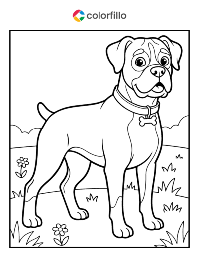 Boxer Coloring Page