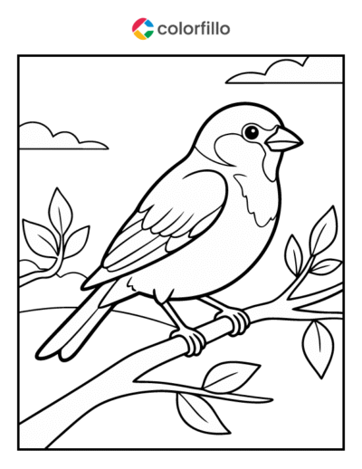 Sparrow Coloring Pages