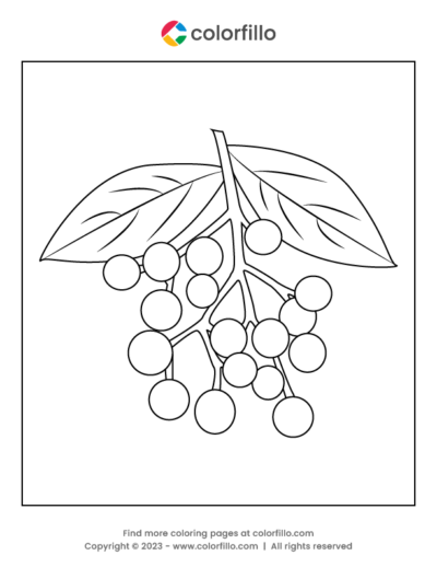 Elderberry Coloring Page